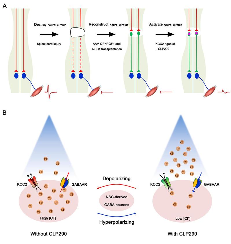 多模态联合策略促进完全性脊髓损伤修复机制示意图 多模态联合策略促进完全性脊髓损伤修复机制示意图